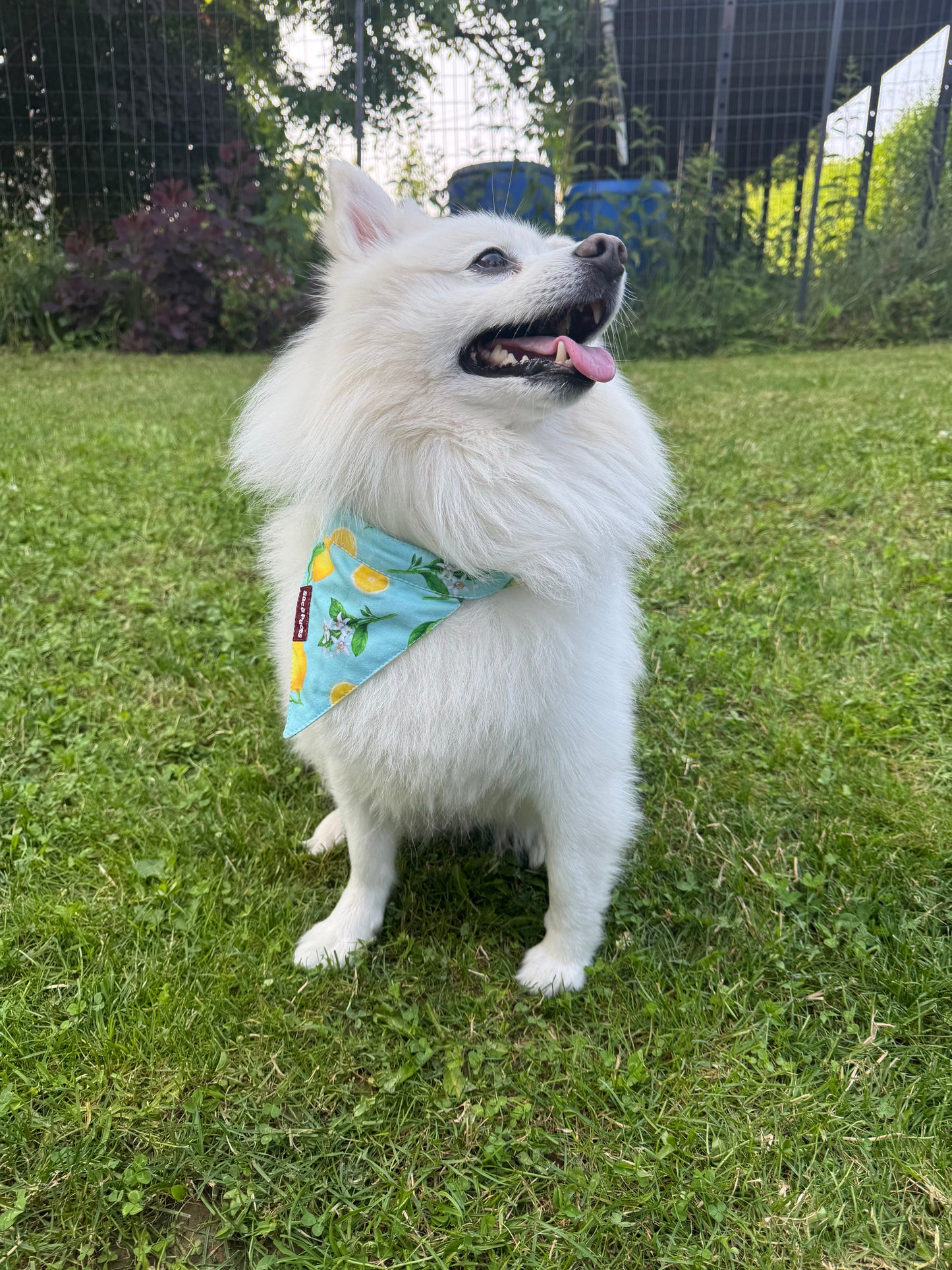 BANDANA LIMONCELLO BELLO