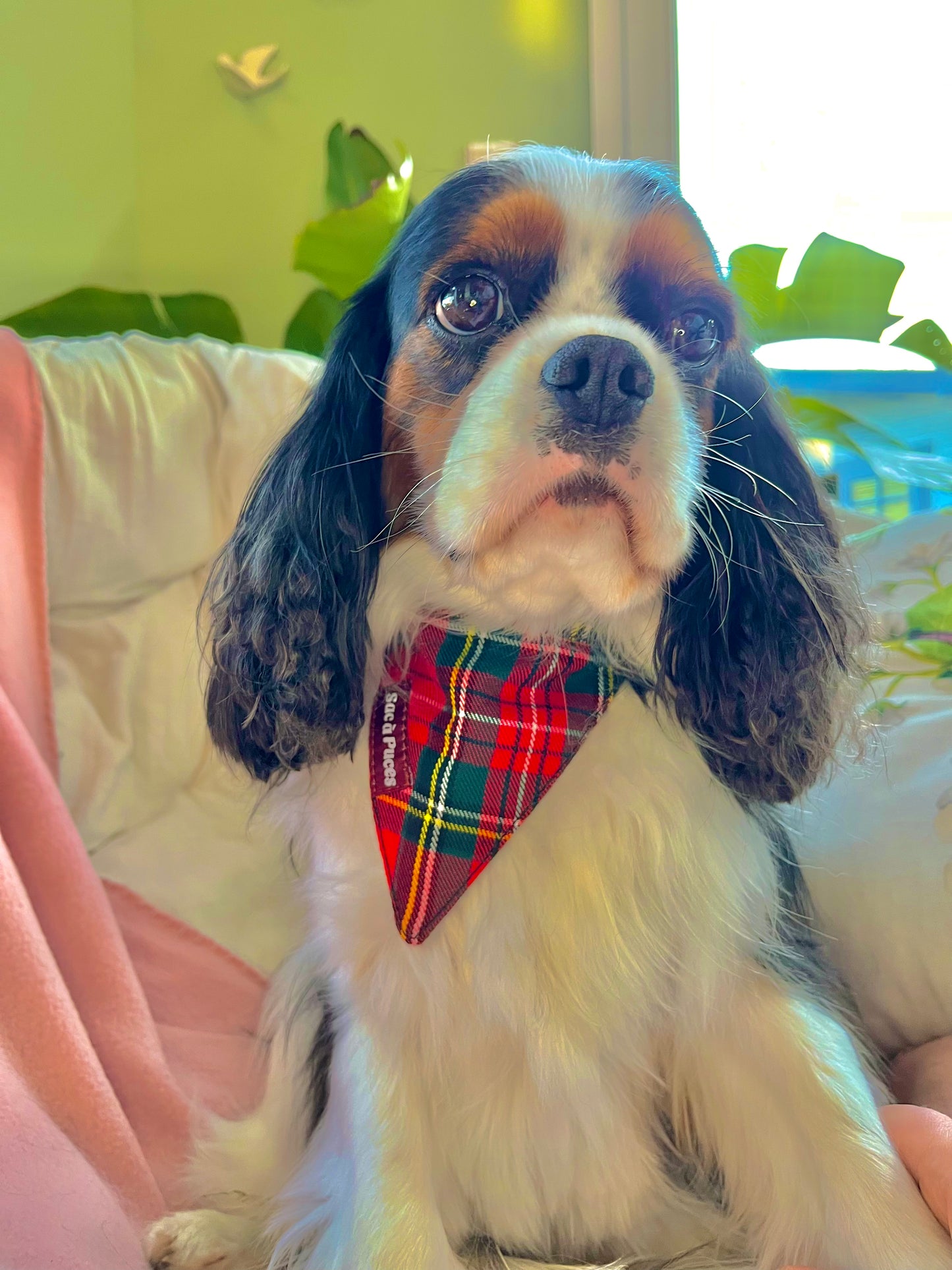 BANDANA IRISH DOGGY