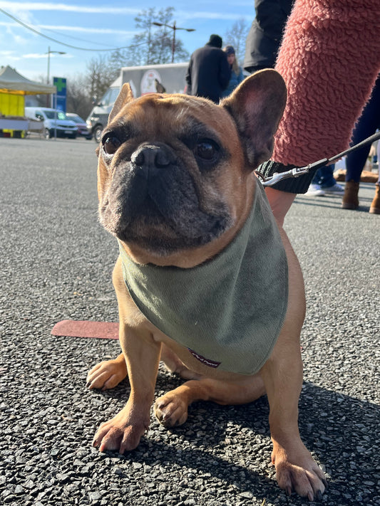 Bandana Petit Velours – Vert Sapin