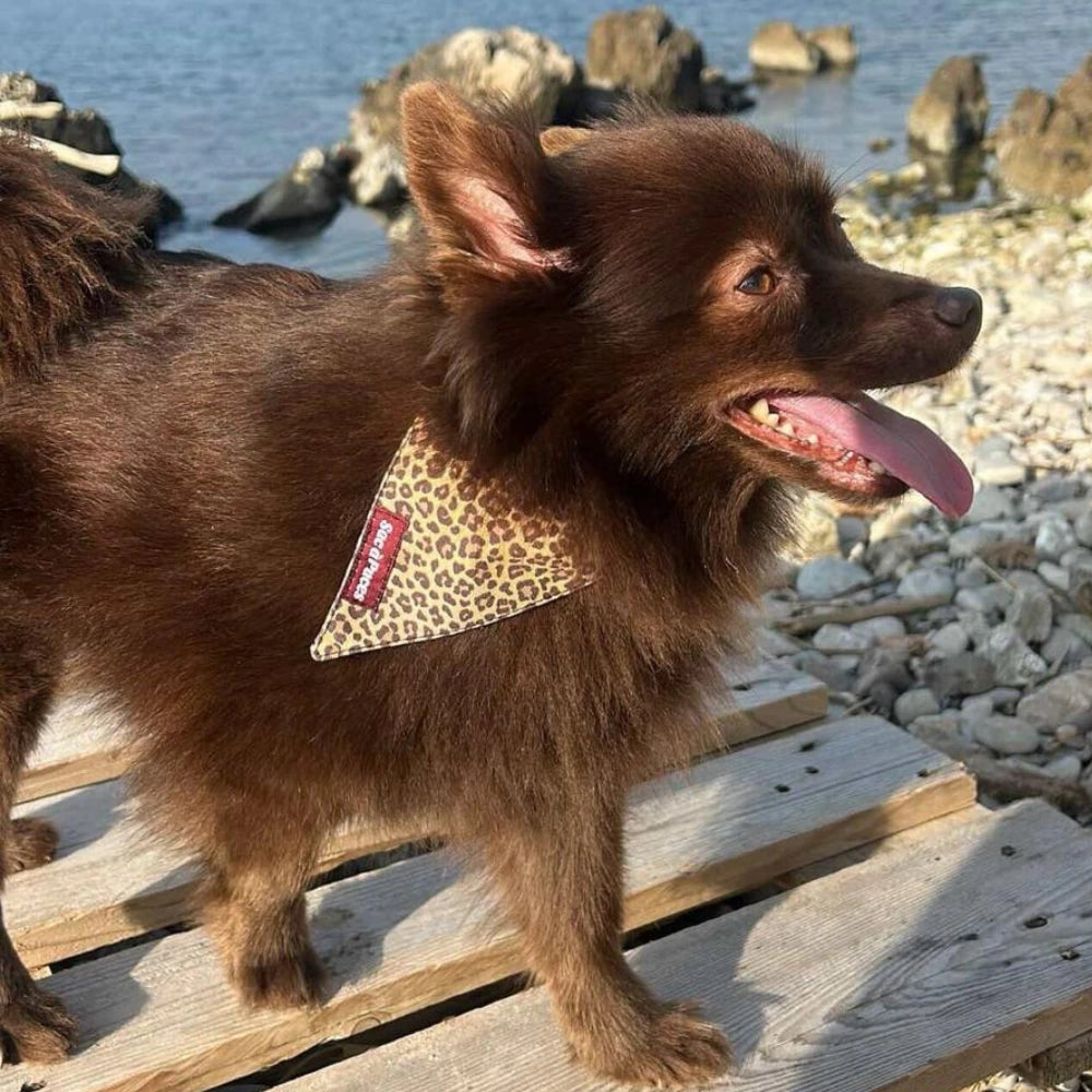 Bandanas - Chiens