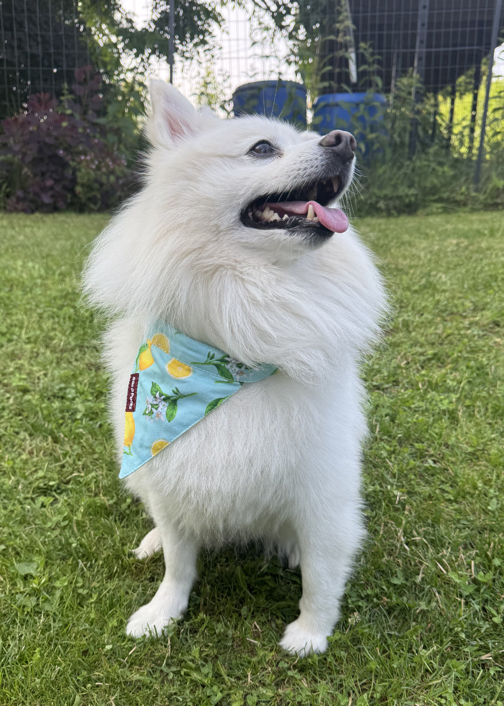BANDANA LIMONCELLO BELLO