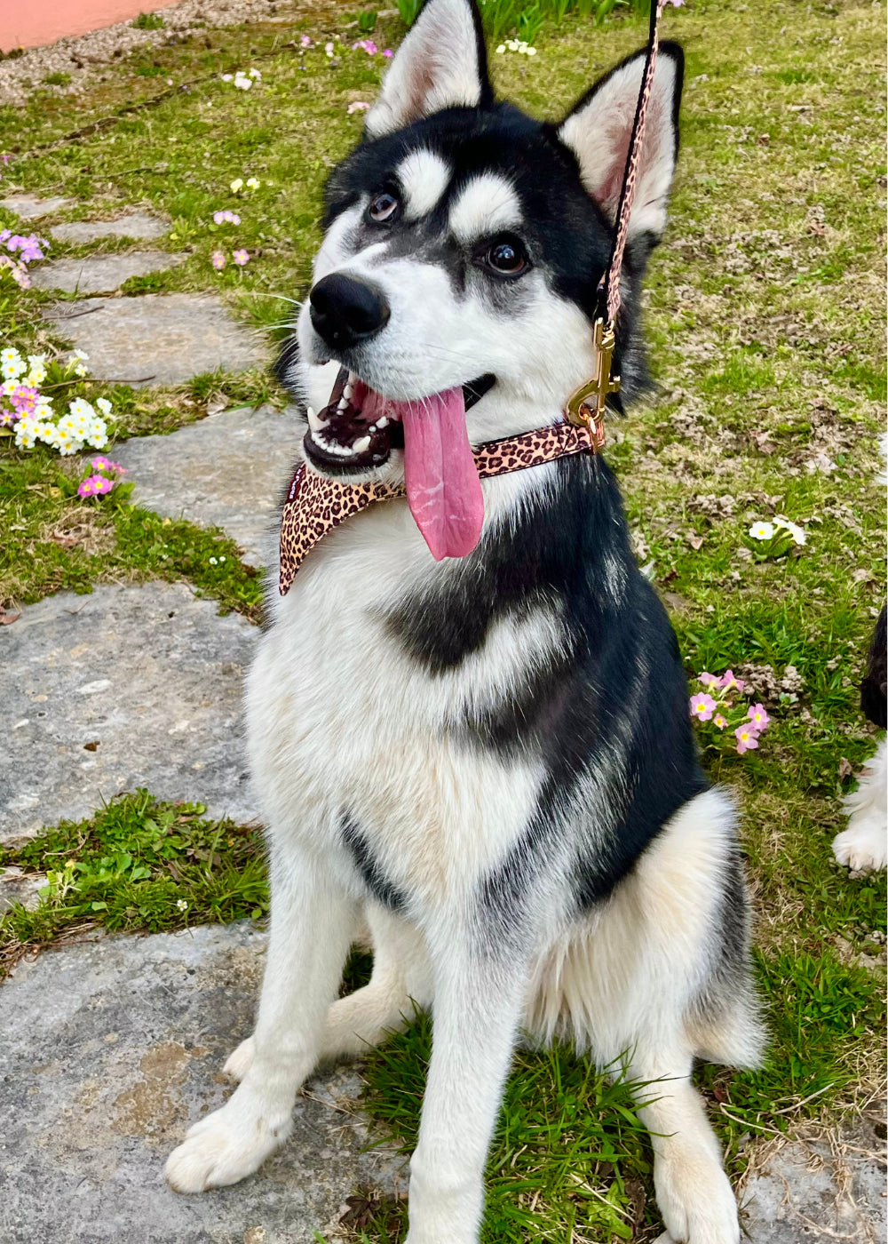 BANDANA REBELLE