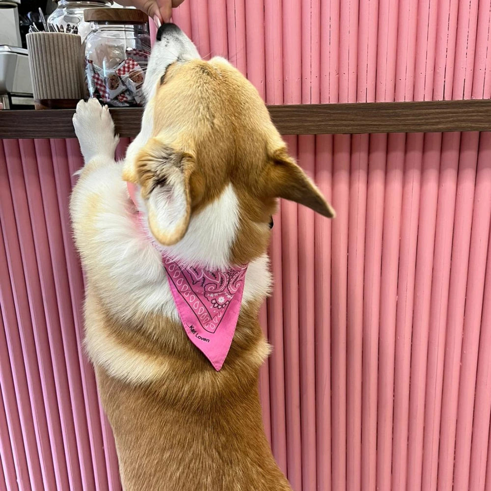 Bandanas - Chiens