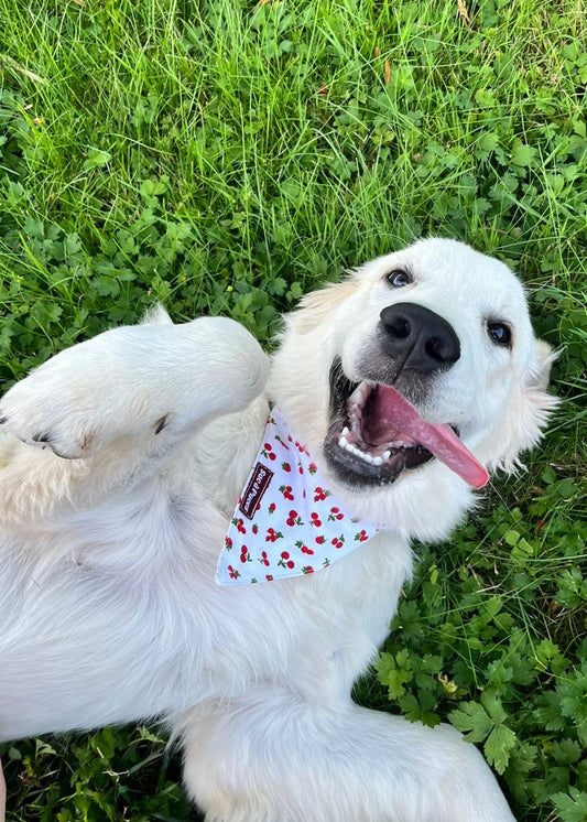BANDANA PANIER D'ÉTÉ