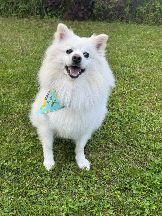 BANDANA LIMONCELLO BELLO