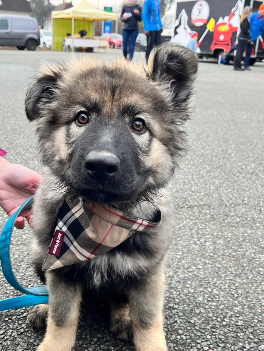 COLLIER BANDANA HÉRITAGE