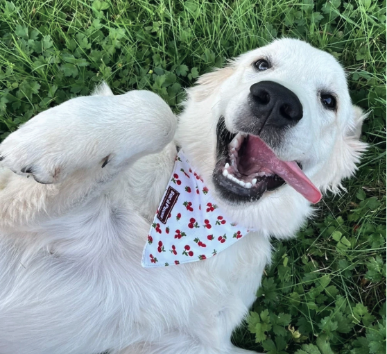 Bandanas - Chiens