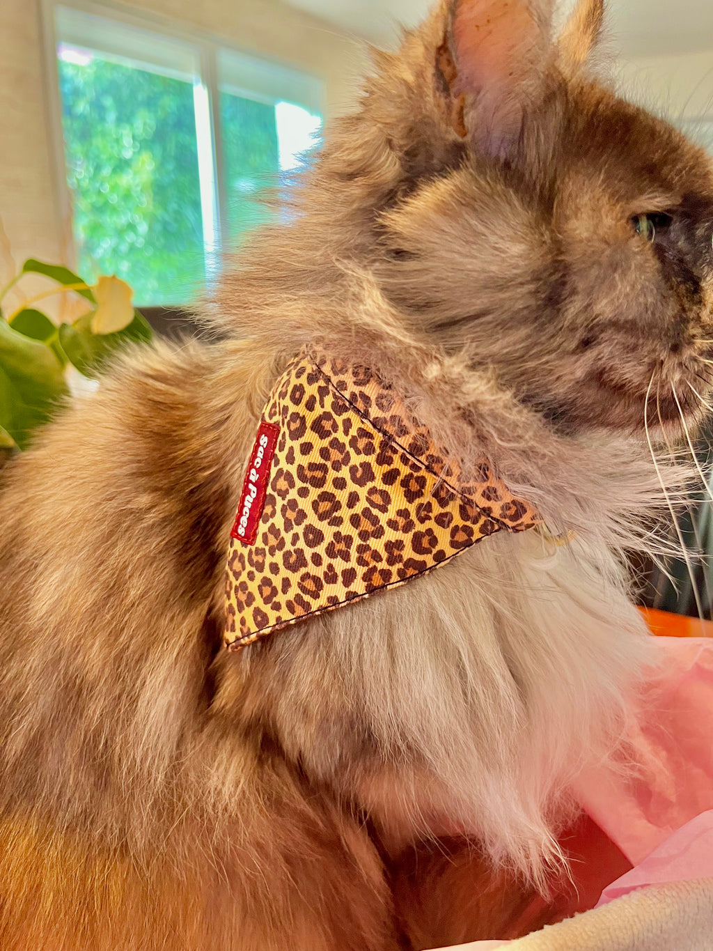 Colliers Bandanas - Chats