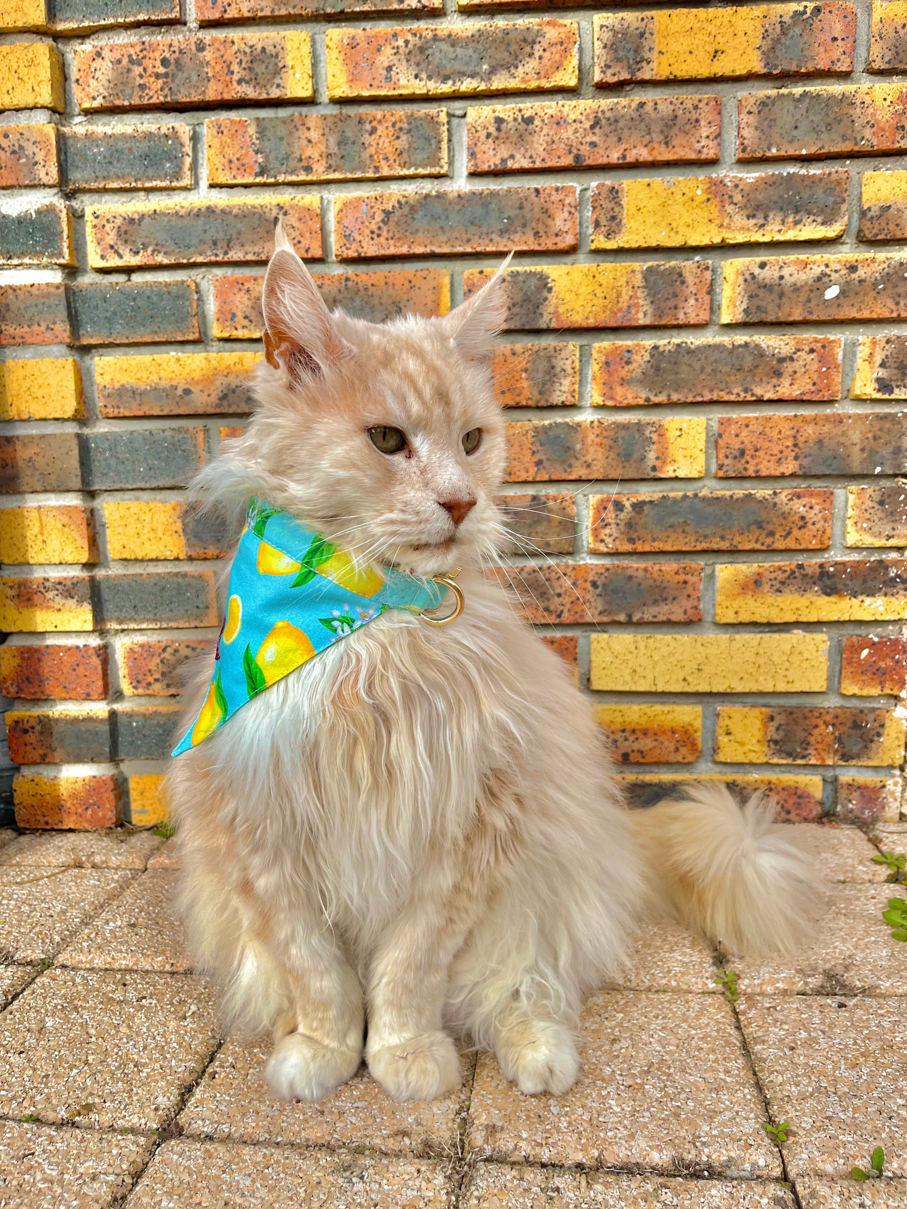 Colliers Bandanas - Chats