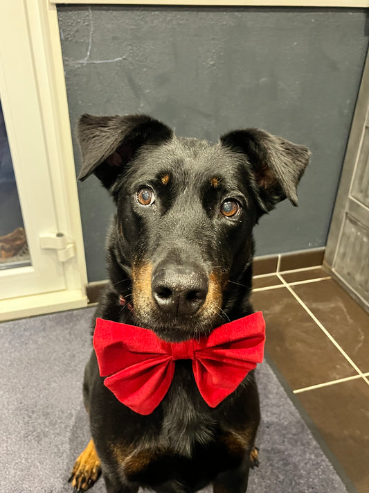 Nœud Velours de Noël